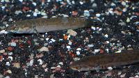 Channa orientalis
