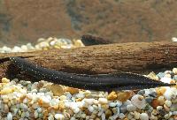 Lepidosiren paradoxa