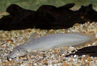 Neosilurus equinus