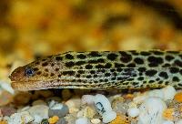 Gymnothorax polyuranodon