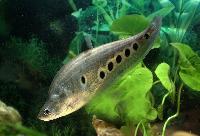 Notopterus notopterus