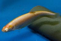 Notopterus notopterus, albino