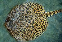 Pomatotrygon tigrina