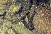 Mastacembelus sp.