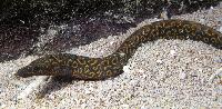 Mastacembelus sp.