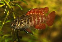 Dario tigris