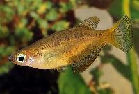 Oryzias profundicola