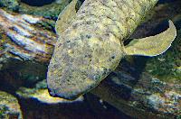 Neoceratodus forsteri