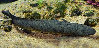 Neoceratodus forsteri