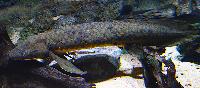 Neoceratodus forsteri