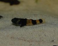 Brachygobius xanthostoma