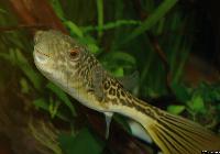 Tetraodon mbu