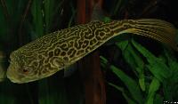 Tetraodon mbu