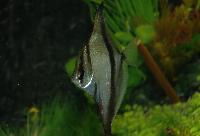 Monodactylus sebae