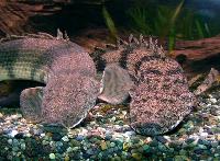 Polypterus endlicheri