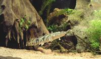 Polypterus endlicheri