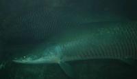 Arapaima gigas