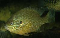 Lepomis gibbosus