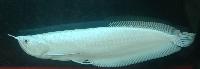 Osteoglossum bicirrhosum