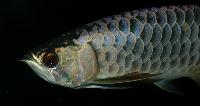 Scleropages formosus