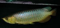 Scleropages formosus