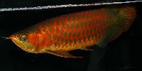 Scleropages formosus