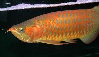 Scleropages formosus