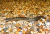 Macrognathus siamensis