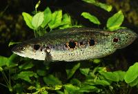 Channa pleurophthalma