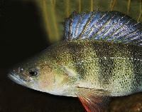 Perca fluviatilis