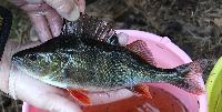Perca fluviatilis