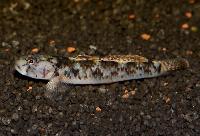 Rhinogobius rubromaculatus
