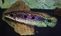 Channa pleurophthalma