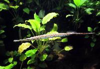 Doryichthys boaja