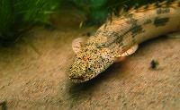Polypterus endlicheri endlicheri