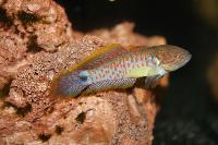 Tateurndina ocellicauda