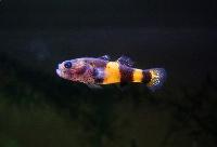 Brachygobius xanthozona