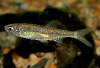 Leucaspius delineatus