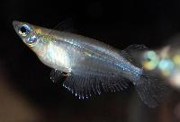 Oryzias dancena