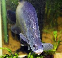 Chitala ornata