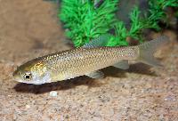 Ctenopharyngodon idella