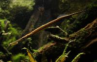 Doryichthys boaja