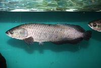 Heterotis niloticus