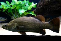Lates japonicus