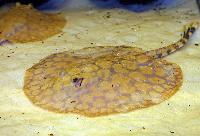 Potamotrygon schroederi