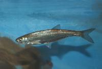 Alburnus alburnus