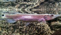 Ctenolucius hujeta