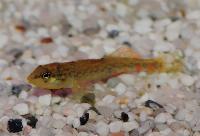 Etheostoma caeruleum