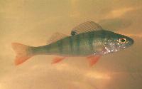 Perca fluviatilis