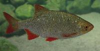 Scardinius erythrophthalmus